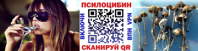 Псилоцибиновые грибы Psilocybine cubensis блэк спрут как зайти Могоча